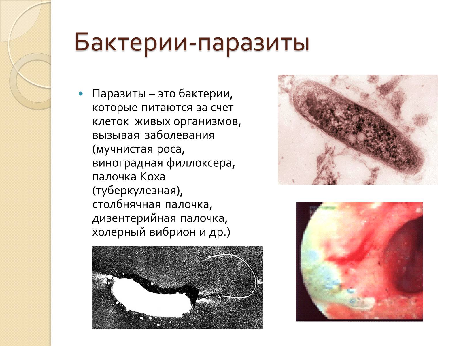 Презентація на тему «Прокариоты» (варіант 3) - Слайд #17 Презентація на тему «Прокариоты» (варіант 3) - Слайд #17