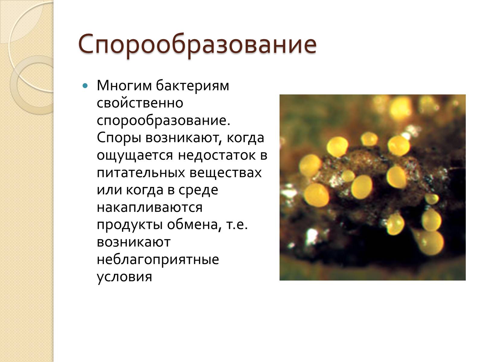 Презентація на тему «Прокариоты» (варіант 3) - Слайд #19 Презентація на тему «Прокариоты» (варіант 3) - Слайд #19
