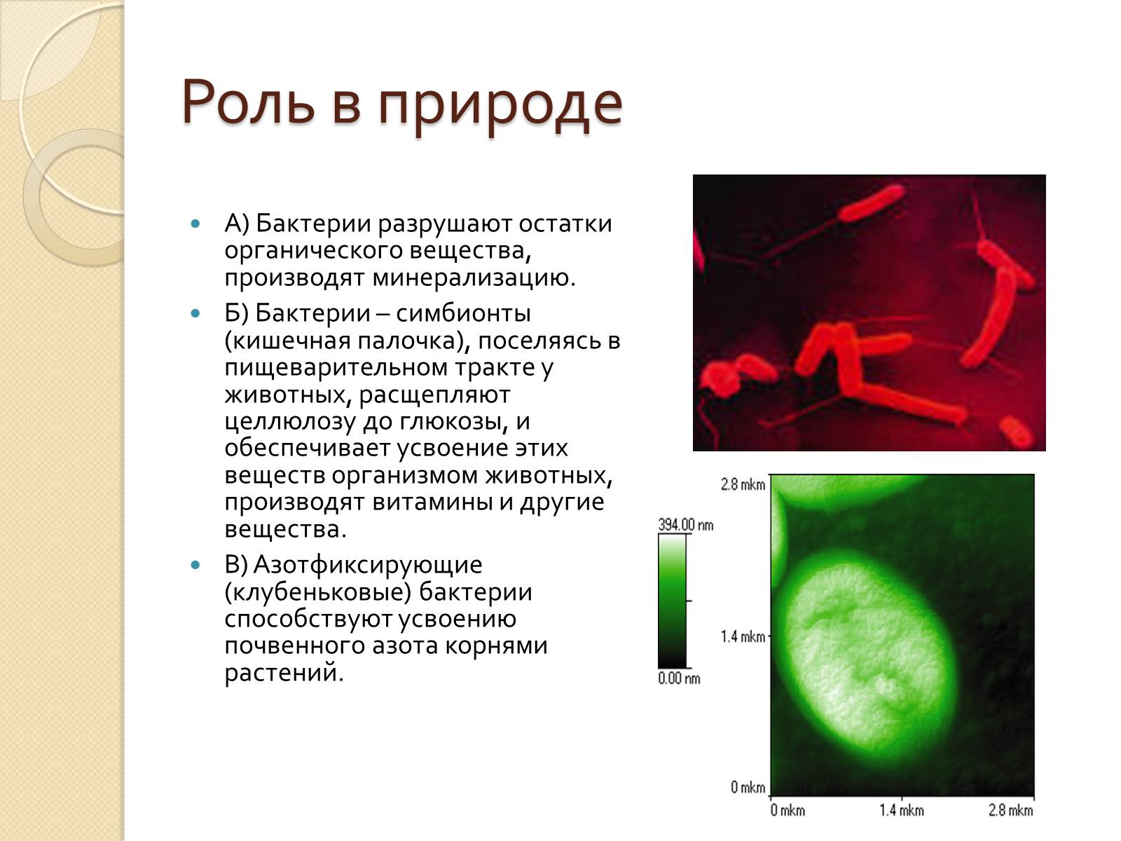 Презентація на тему «Прокариоты» (варіант 3) - Слайд #20 Презентація на тему «Прокариоты» (варіант 3) - Слайд #20