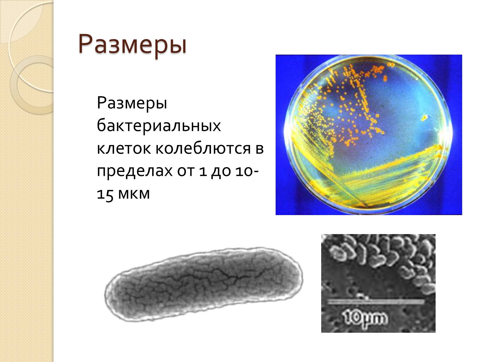 Презентація на тему «Прокариоты» (варіант 3) - Слайд #6 Презентація на тему «Прокариоты» (варіант 3) - Слайд #6