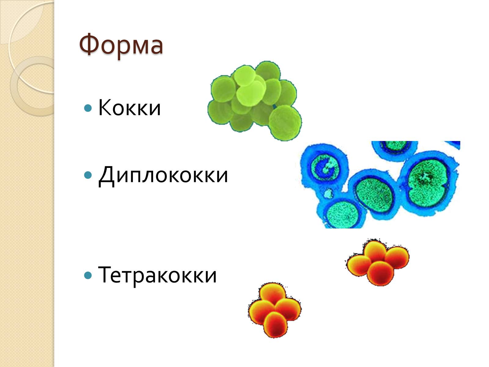 Презентація на тему «Прокариоты» (варіант 3) - Слайд #7 Презентація на тему «Прокариоты» (варіант 3) - Слайд #7