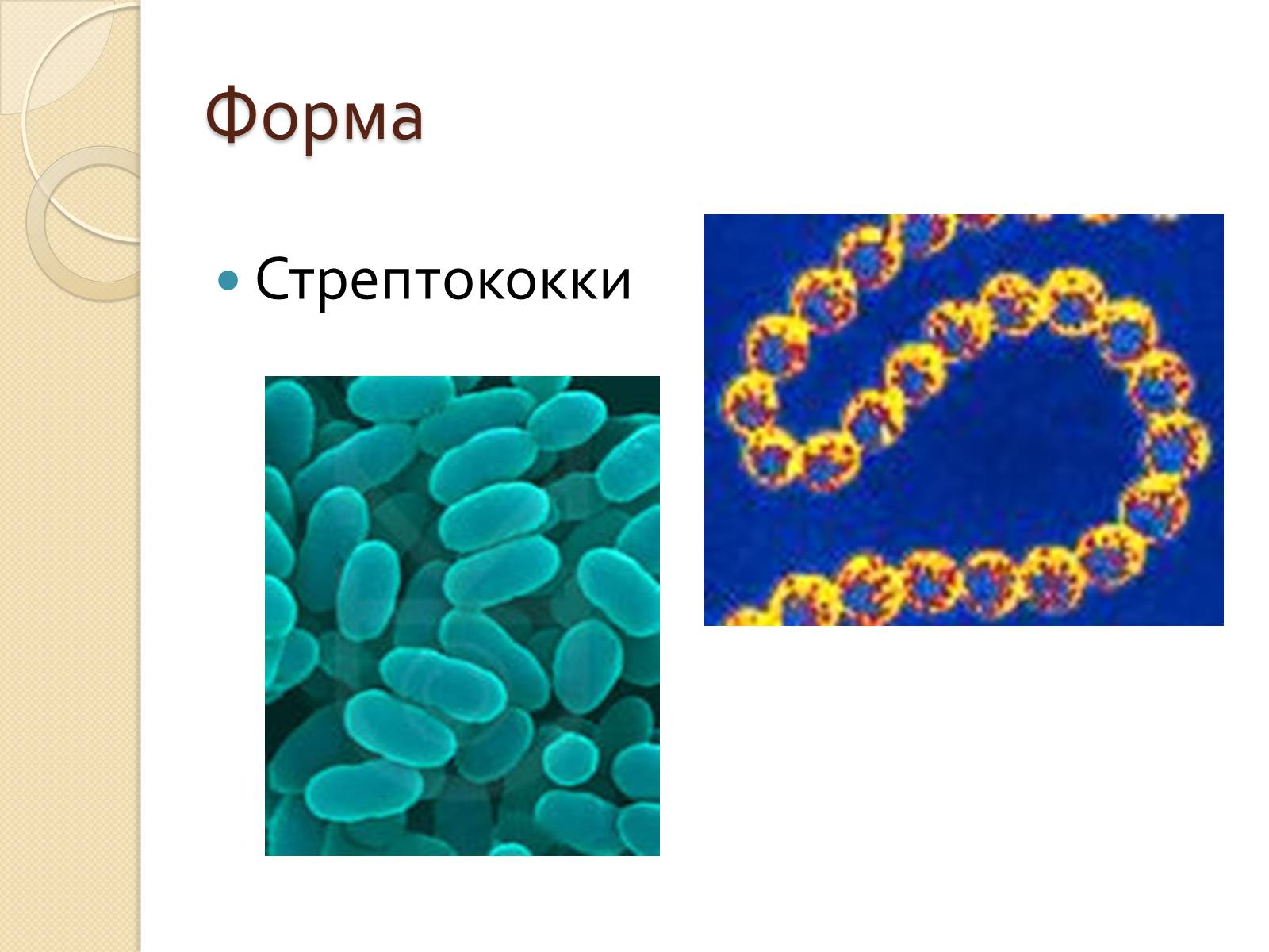 Презентація на тему «Прокариоты» (варіант 3) - Слайд #8 Презентація на тему «Прокариоты» (варіант 3) - Слайд #8