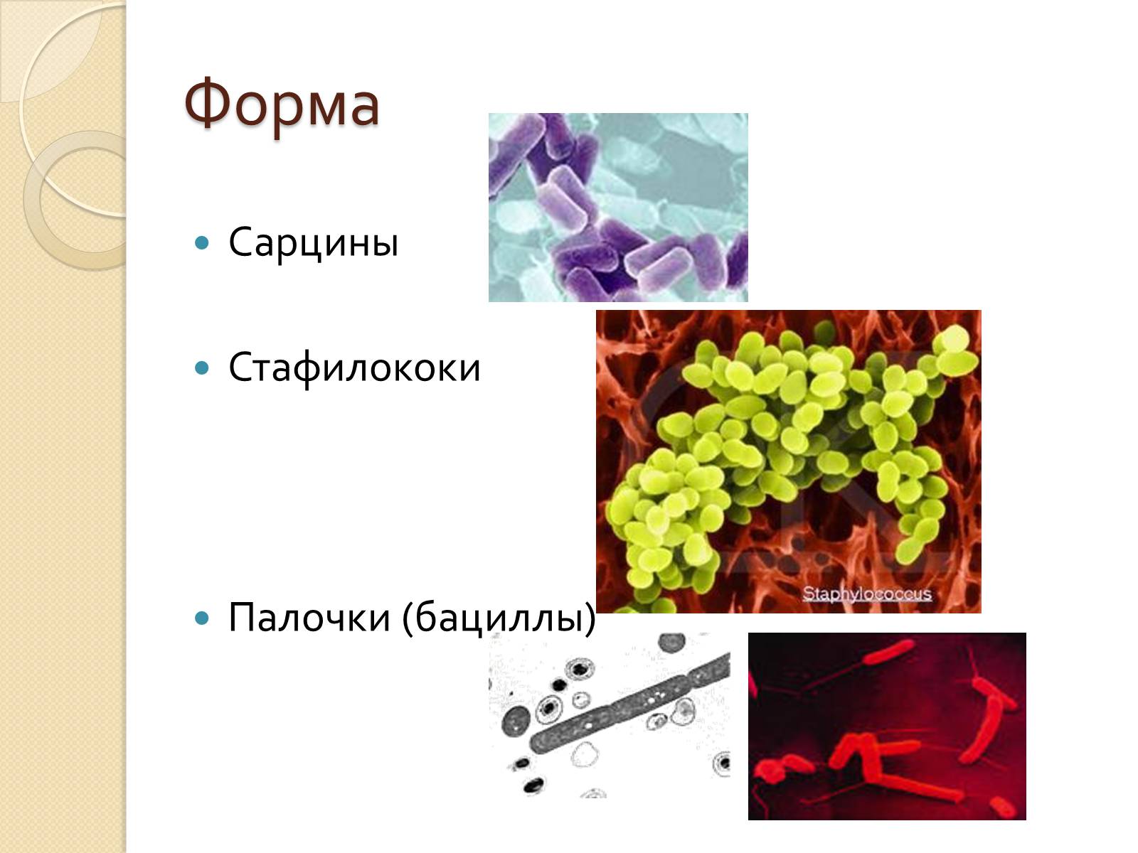 Презентація на тему «Прокариоты» (варіант 3) - Слайд #9 Презентація на тему «Прокариоты» (варіант 3) - Слайд #9