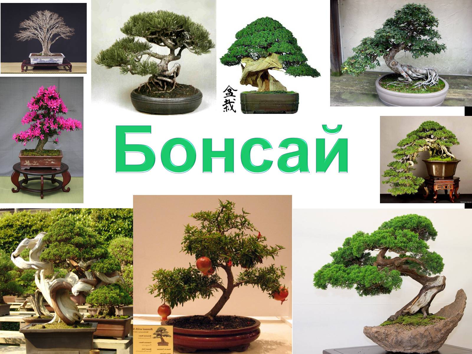 Презентація на тему «Бонсай» - Слайд #1 Презентація на тему «Бонсай» - Слайд #1