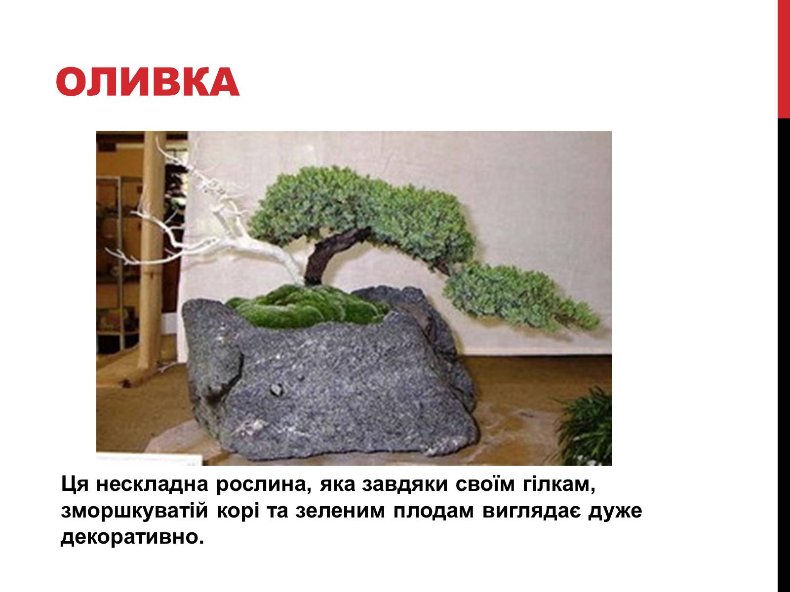 Презентація на тему «Бонсай» - Слайд #10 Презентація на тему «Бонсай» - Слайд #10