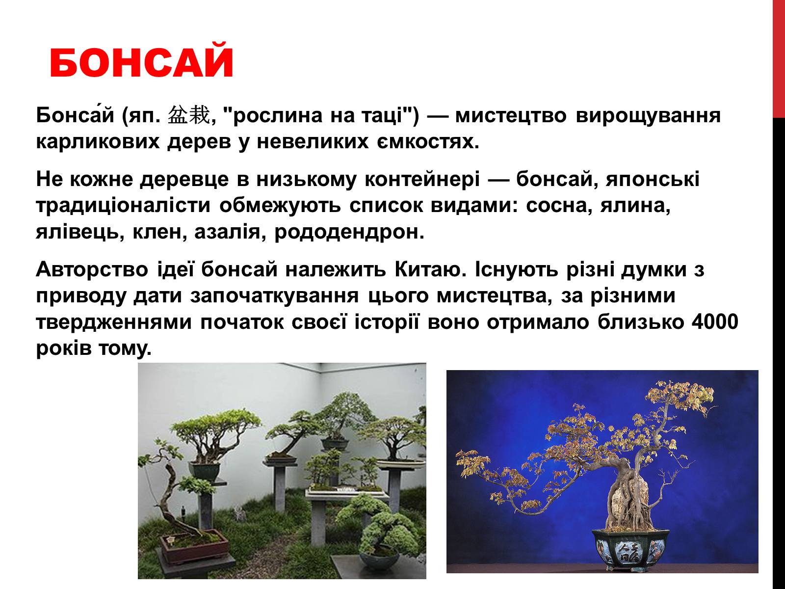 Презентація на тему «Бонсай» - Слайд #2 Презентація на тему «Бонсай» - Слайд #2