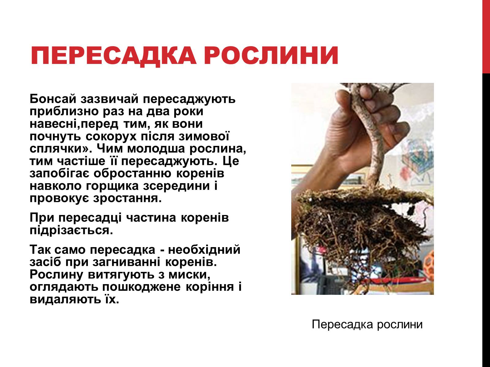 Презентація на тему «Бонсай» - Слайд #5 Презентація на тему «Бонсай» - Слайд #5