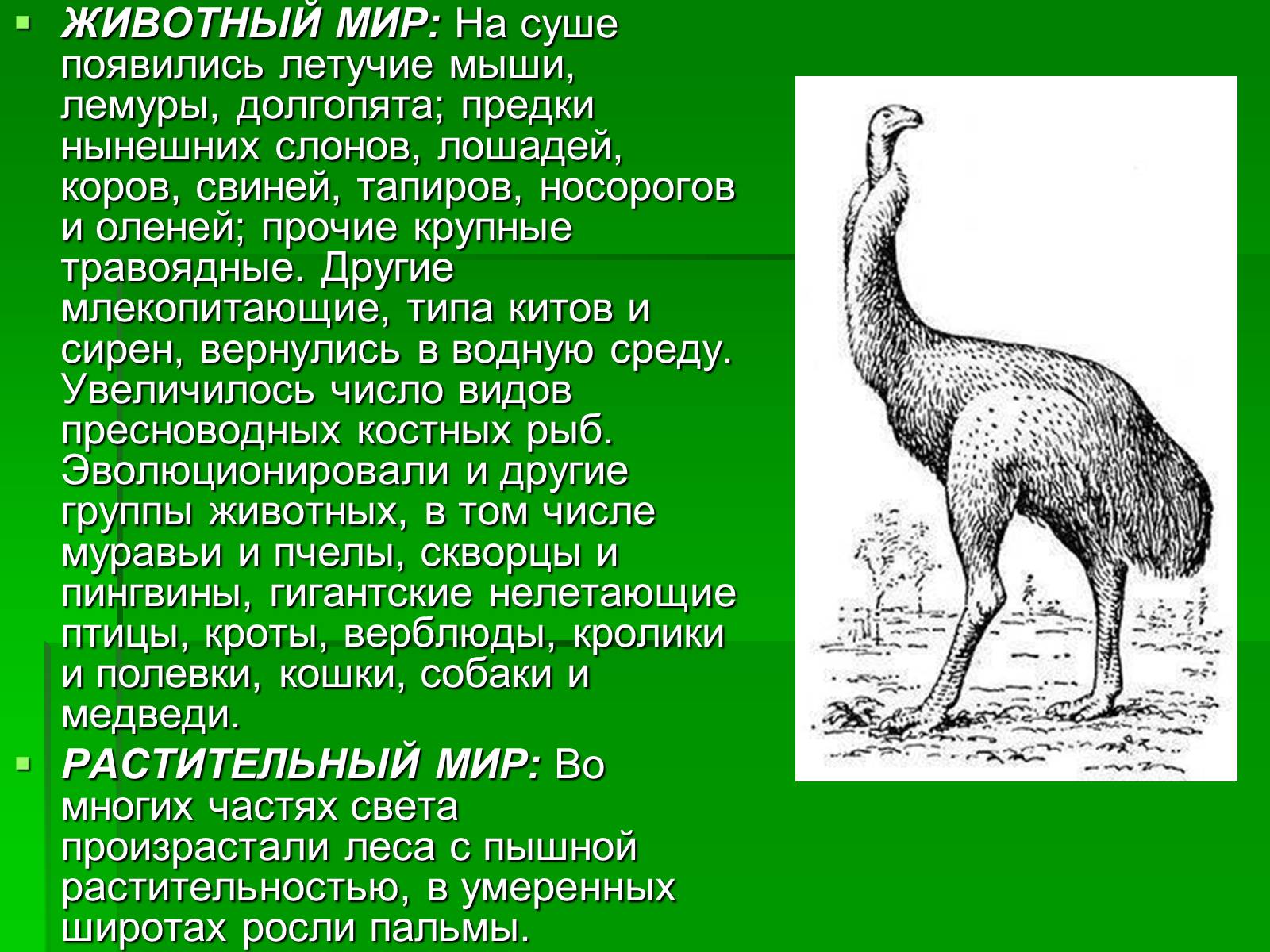 Презентація на тему «Жизнь в кайнозойскую эру» - Слайд #7 Презентація на тему «Жизнь в кайнозойскую эру» - Слайд #7