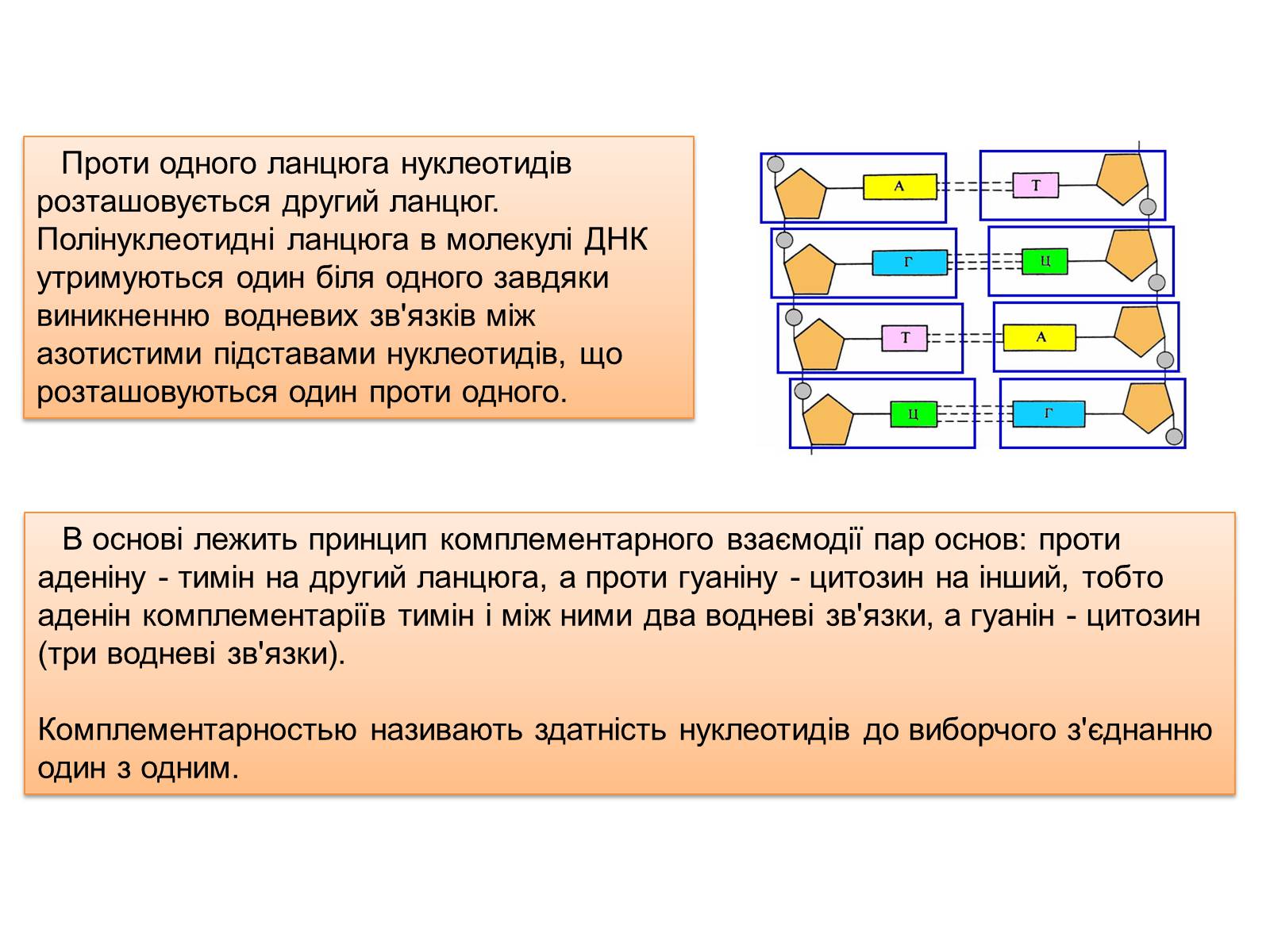 Презентація на тему «Характеристика ДНК» - Слайд #11 Презентація на тему «Характеристика ДНК» - Слайд #11