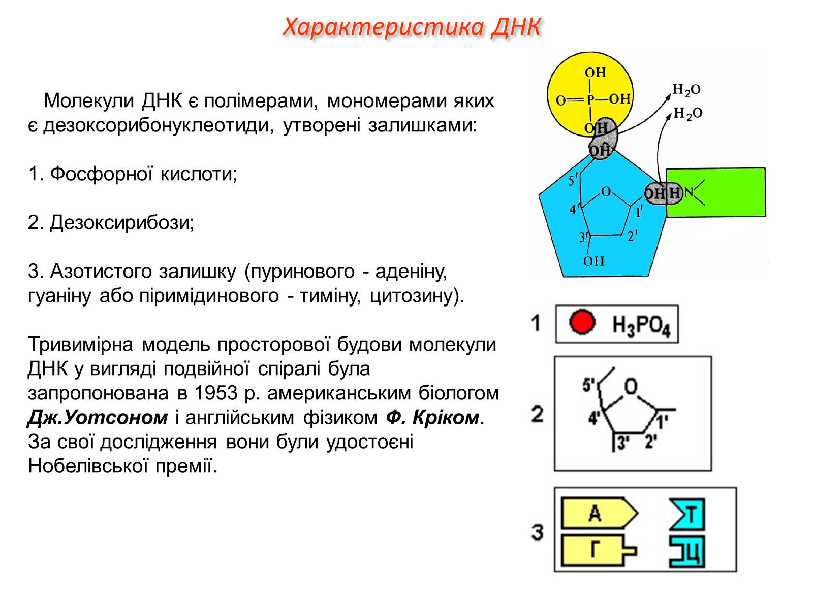 Презентація на тему «Характеристика ДНК» - Слайд #3 Презентація на тему «Характеристика ДНК» - Слайд #3