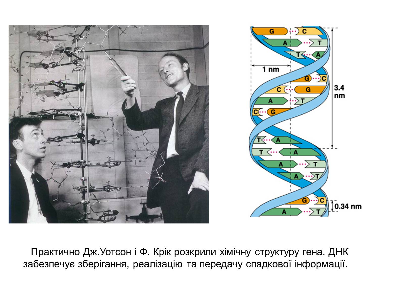 Презентація на тему «Характеристика ДНК» - Слайд #4 Презентація на тему «Характеристика ДНК» - Слайд #4