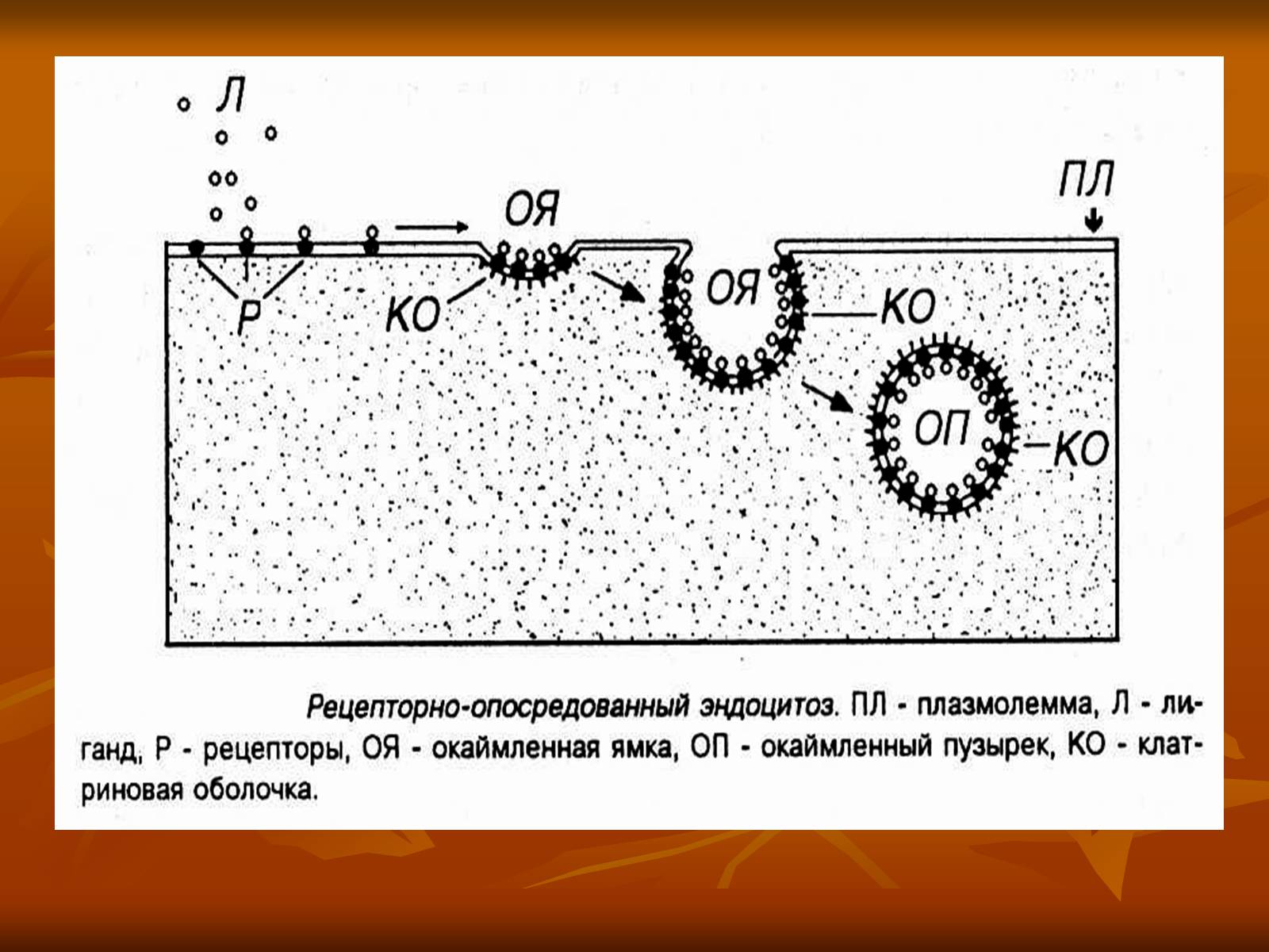 Презентація на тему «Основи цитології» - Слайд #10 Презентація на тему «Основи цитології» - Слайд #10