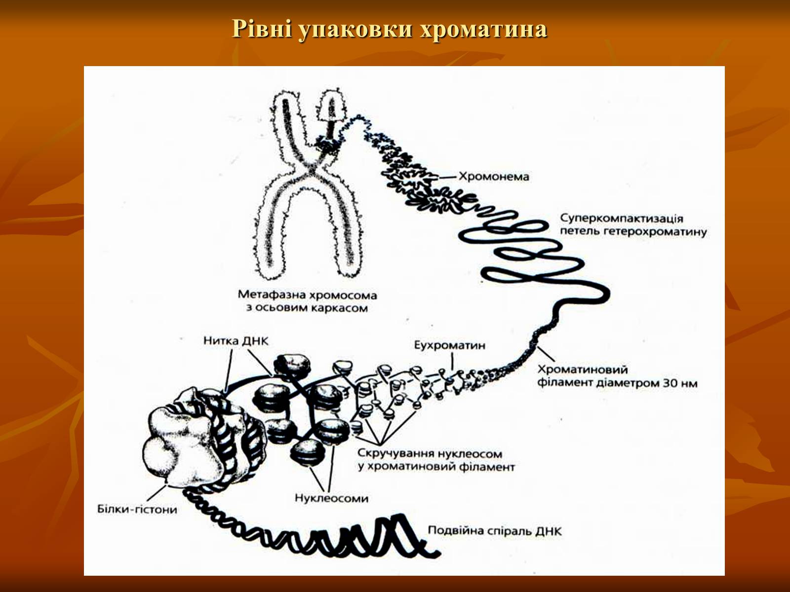 Презентація на тему «Основи цитології» - Слайд #38 Презентація на тему «Основи цитології» - Слайд #38