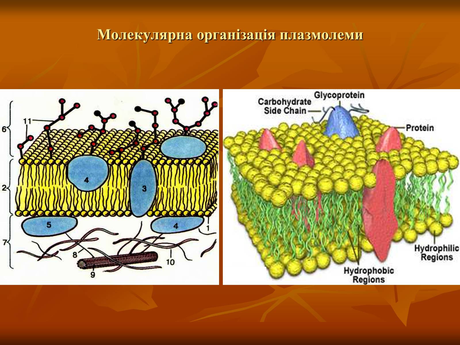 Презентація на тему «Основи цитології» - Слайд #8 Презентація на тему «Основи цитології» - Слайд #8