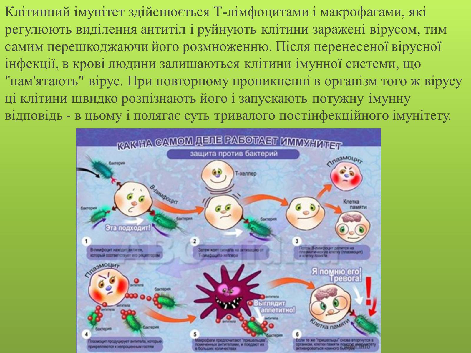 Презентація на тему «Роль вірусів в житті людини» - Слайд #11 Презентація на тему «Роль вірусів в житті людини» - Слайд #11