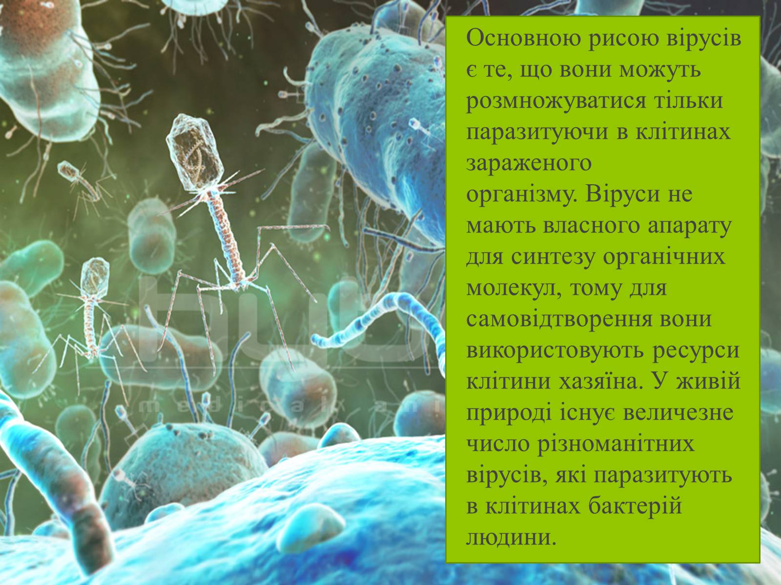 Презентація на тему «Роль вірусів в житті людини» - Слайд #3 Презентація на тему «Роль вірусів в житті людини» - Слайд #3