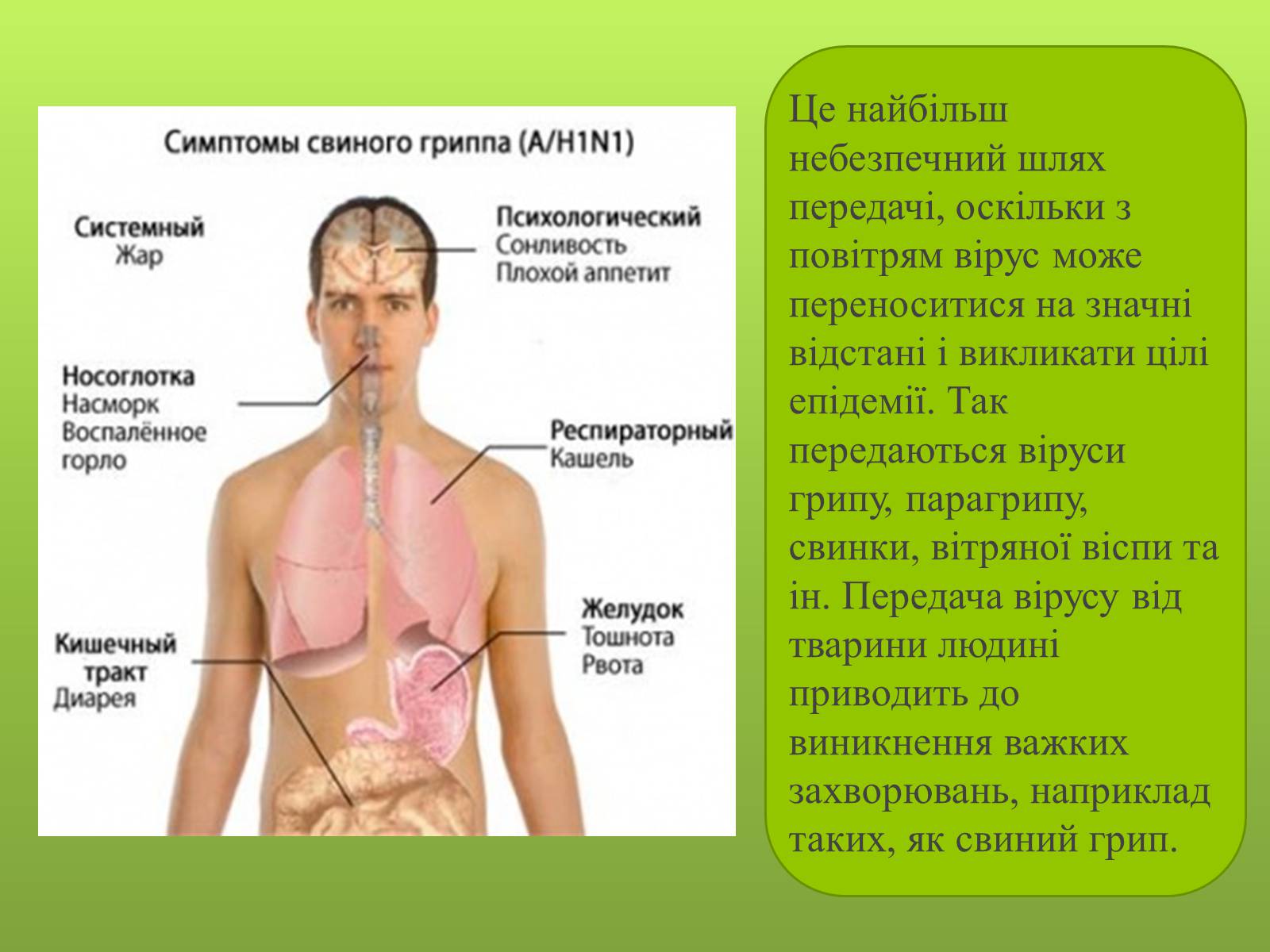 Презентація на тему «Роль вірусів в житті людини» - Слайд #8 Презентація на тему «Роль вірусів в житті людини» - Слайд #8