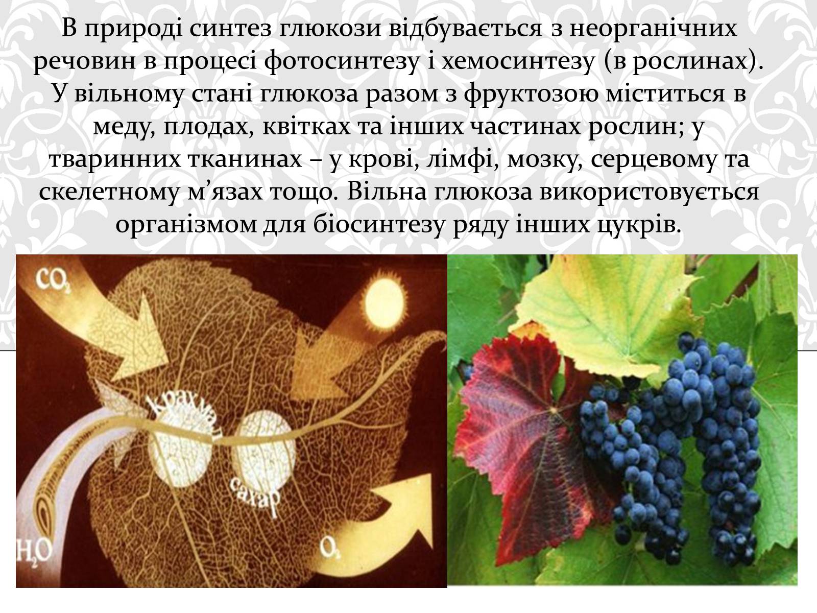 Презентація на тему «Вуглеводи як компоненти їжі, їх роль у житті людини» (варіант 17) - Слайд #8 Презентація на тему «Вуглеводи як компоненти їжі, їх роль у житті людини» (варіант 17) - Слайд #8
