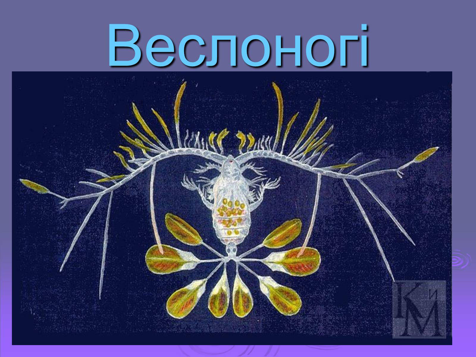 Презентація на тему «Веслоногі» - Слайд #1 Презентація на тему «Веслоногі» - Слайд #1