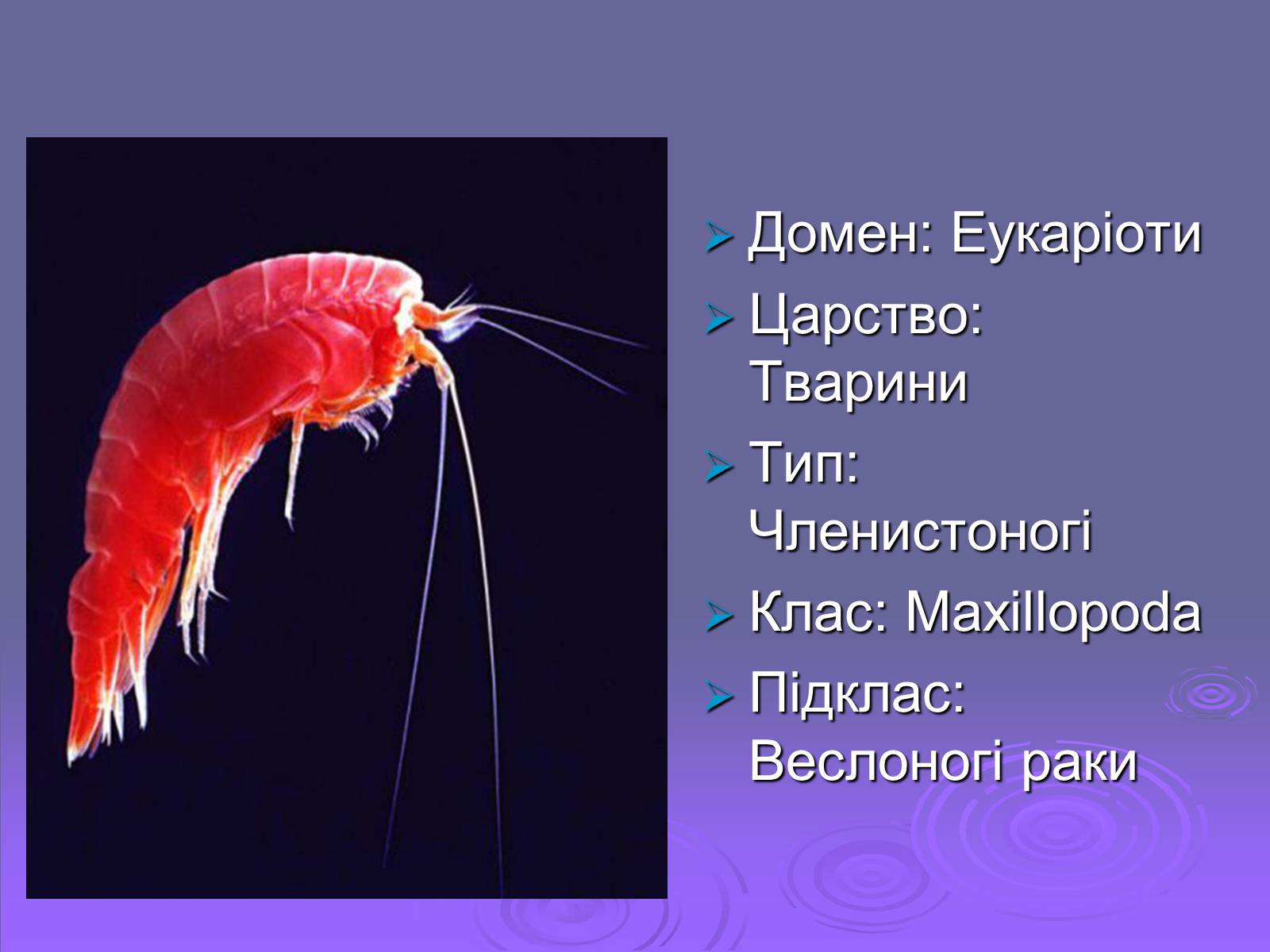 Презентація на тему «Веслоногі» - Слайд #2 Презентація на тему «Веслоногі» - Слайд #2