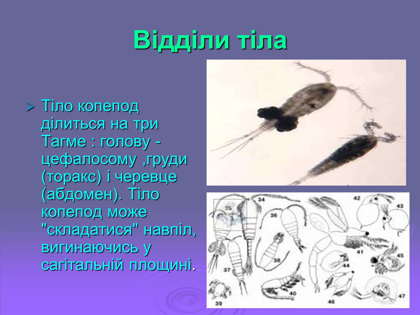 Презентація на тему «Веслоногі» - Слайд #7 Презентація на тему «Веслоногі» - Слайд #7