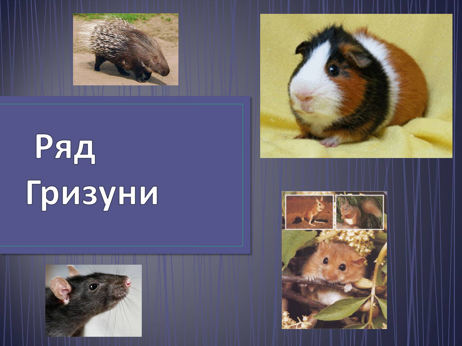 Презентація на тему «Ряд Гризуни» (варіант 2) - Слайд #1 Презентація на тему «Ряд Гризуни» (варіант 2) - Слайд #1