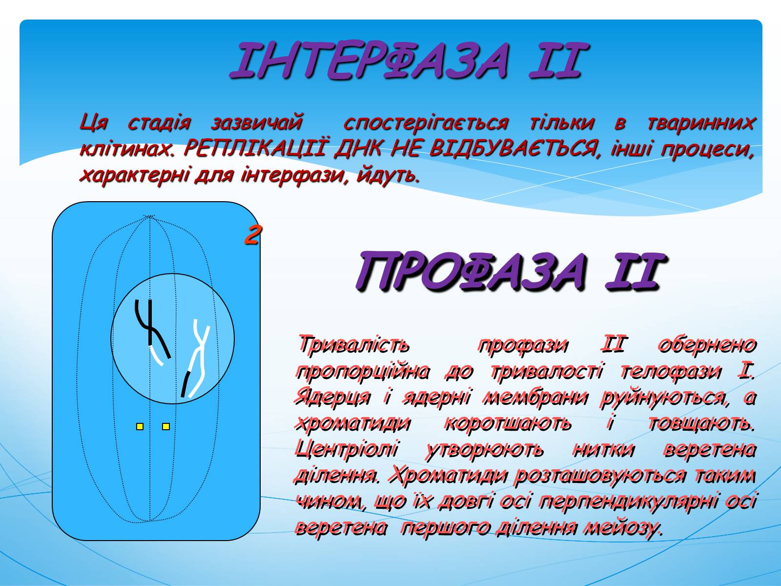 Презентація на тему «Мейоз» (варіант 1) - Слайд #10 Презентація на тему «Мейоз» (варіант 1) - Слайд #10