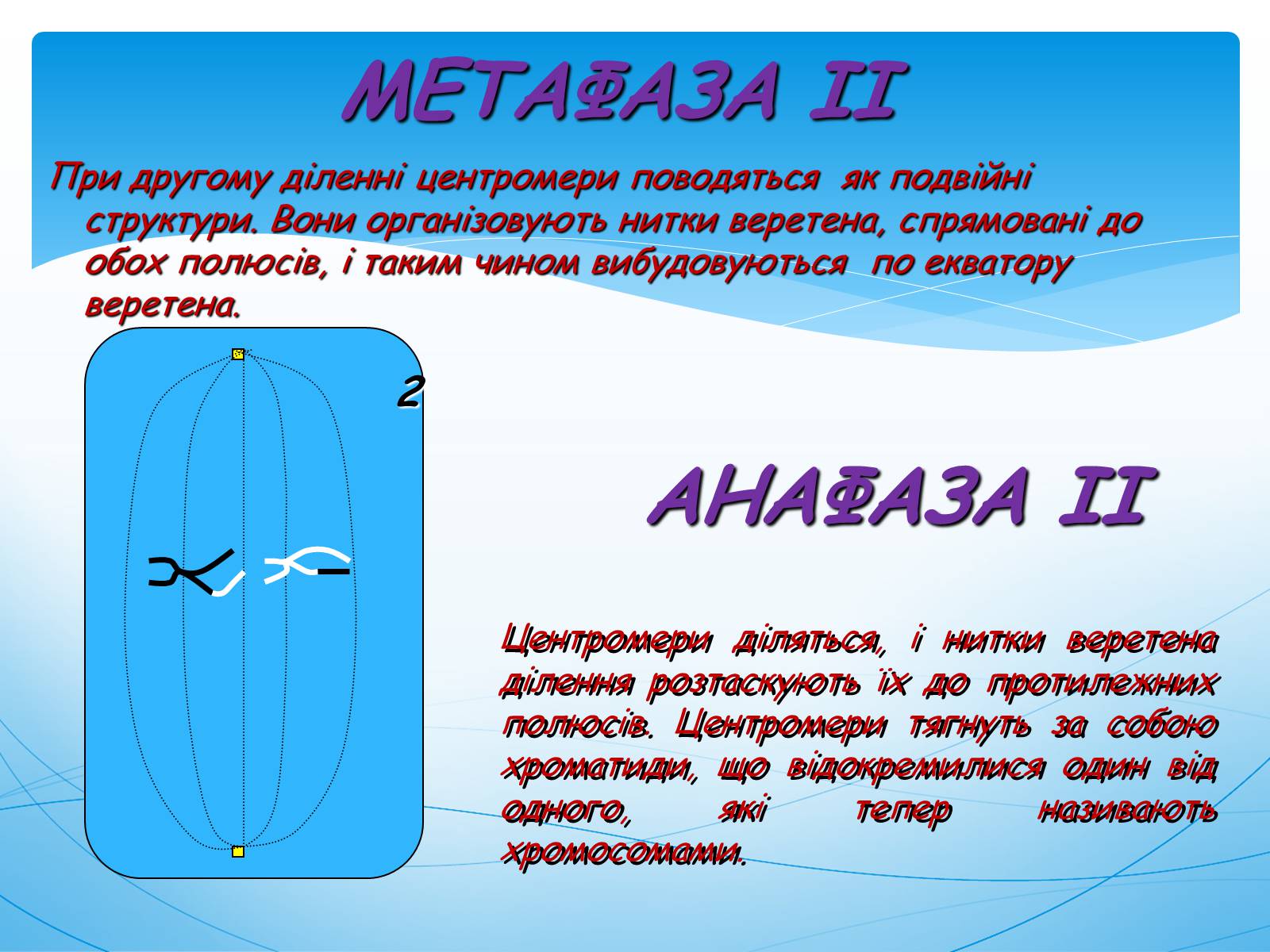 Презентація на тему «Мейоз» (варіант 1) - Слайд #11 Презентація на тему «Мейоз» (варіант 1) - Слайд #11