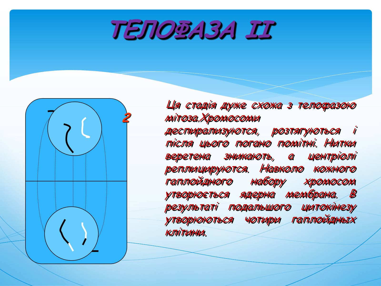 Презентація на тему «Мейоз» (варіант 1) - Слайд #12 Презентація на тему «Мейоз» (варіант 1) - Слайд #12