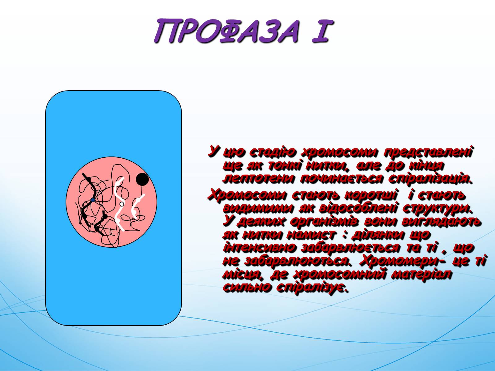 Презентація на тему «Мейоз» (варіант 1) - Слайд #4 Презентація на тему «Мейоз» (варіант 1) - Слайд #4