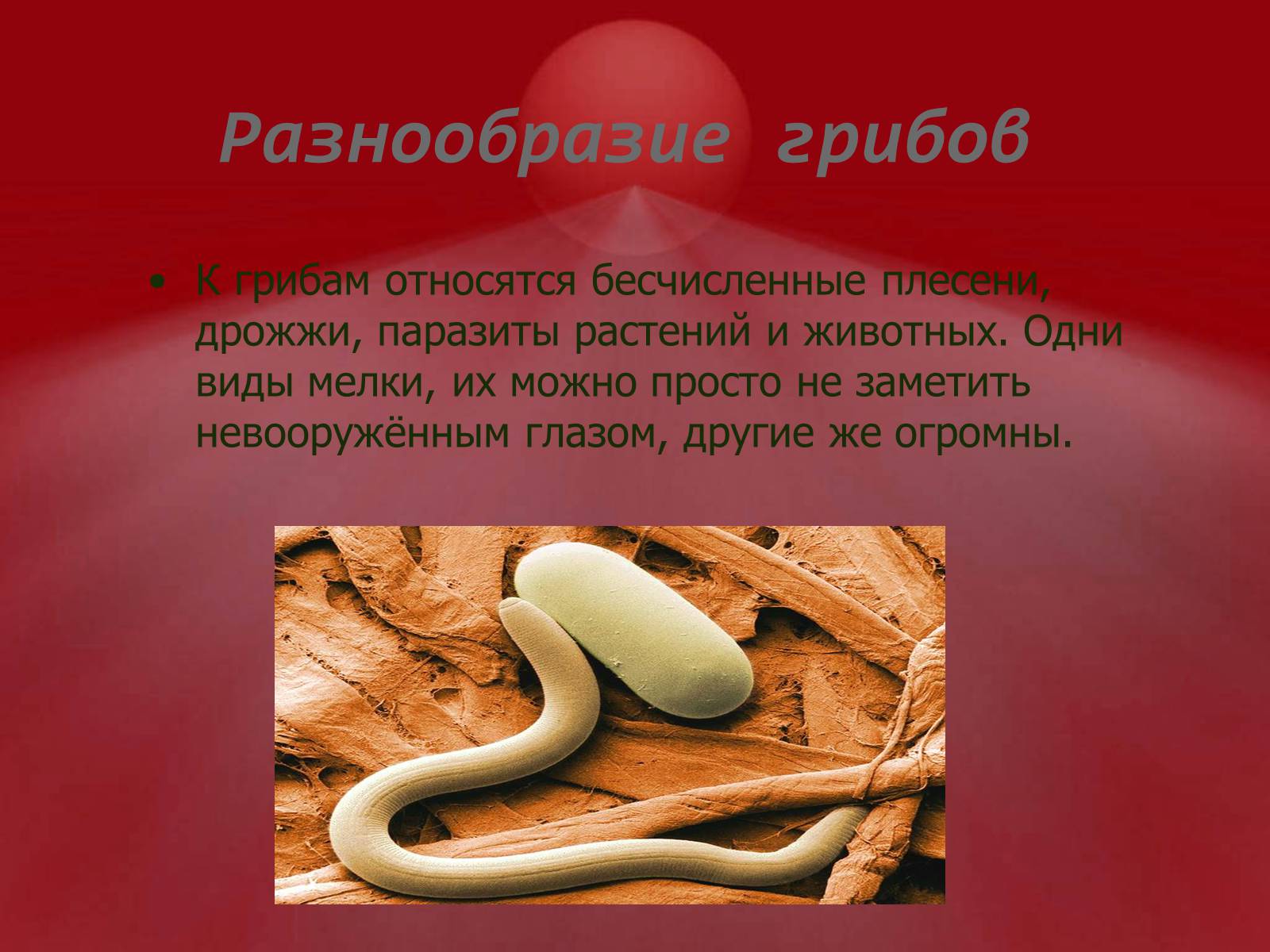 Презентація на тему «Питание грибов» - Слайд #2 Презентація на тему «Питание грибов» - Слайд #2