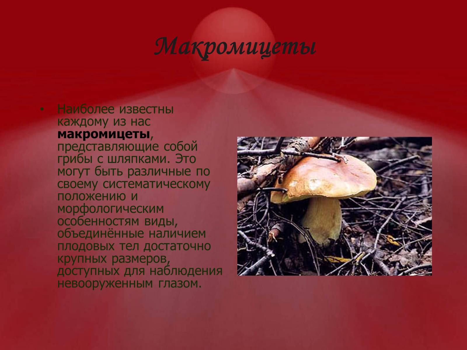 Презентація на тему «Питание грибов» - Слайд #3 Презентація на тему «Питание грибов» - Слайд #3