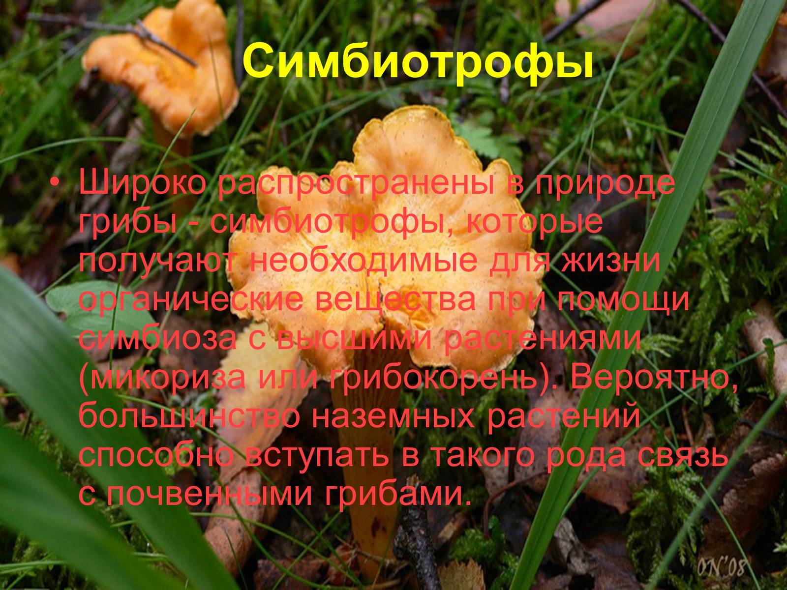 Презентація на тему «Питание грибов» - Слайд #7 Презентація на тему «Питание грибов» - Слайд #7