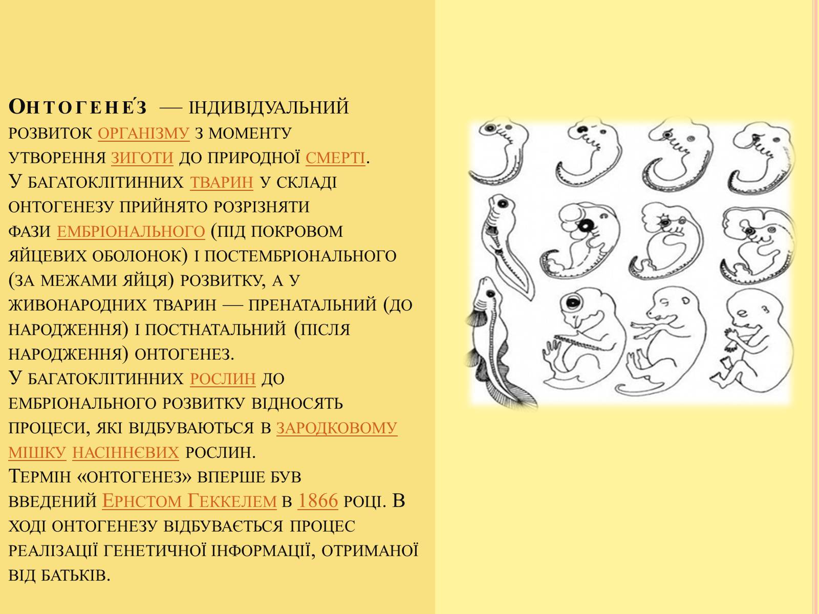 Презентація на тему «Онтогенез» (варіант 4) - Слайд #2 Презентація на тему «Онтогенез» (варіант 4) - Слайд #2