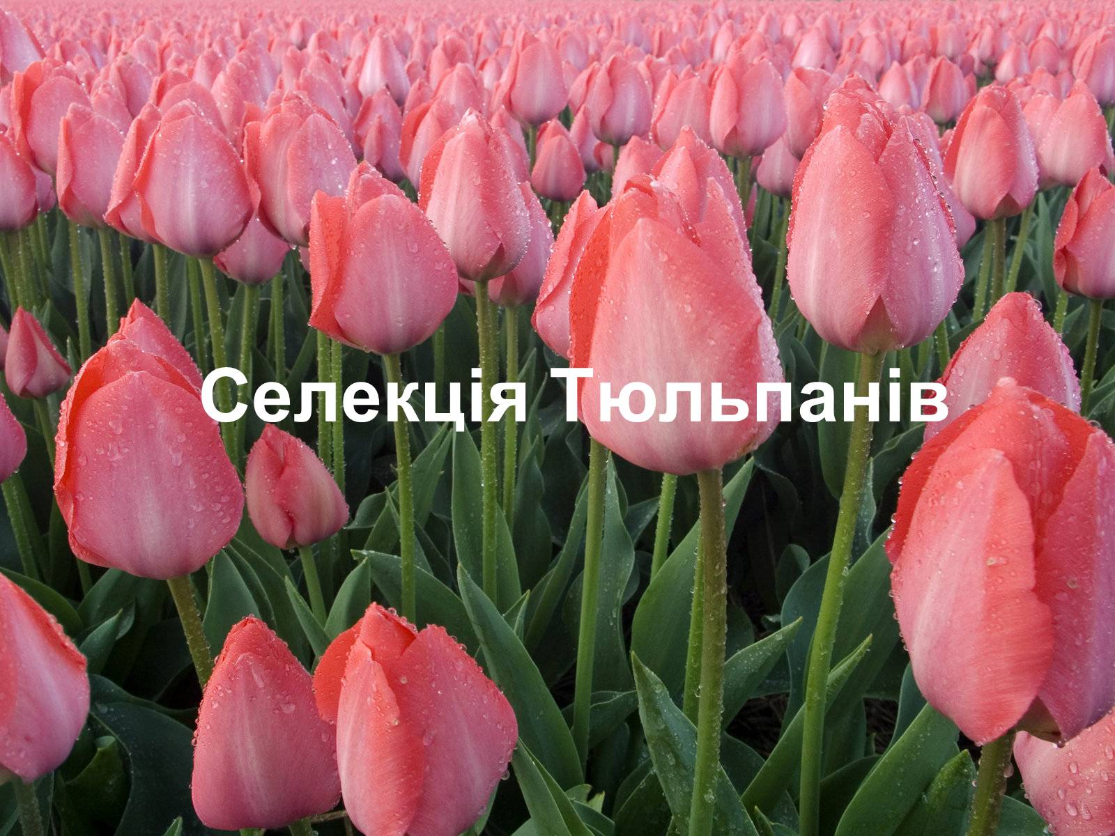 Презентація на тему «Селекція Тюльпанів» - Слайд #1 Презентація на тему «Селекція Тюльпанів» - Слайд #1