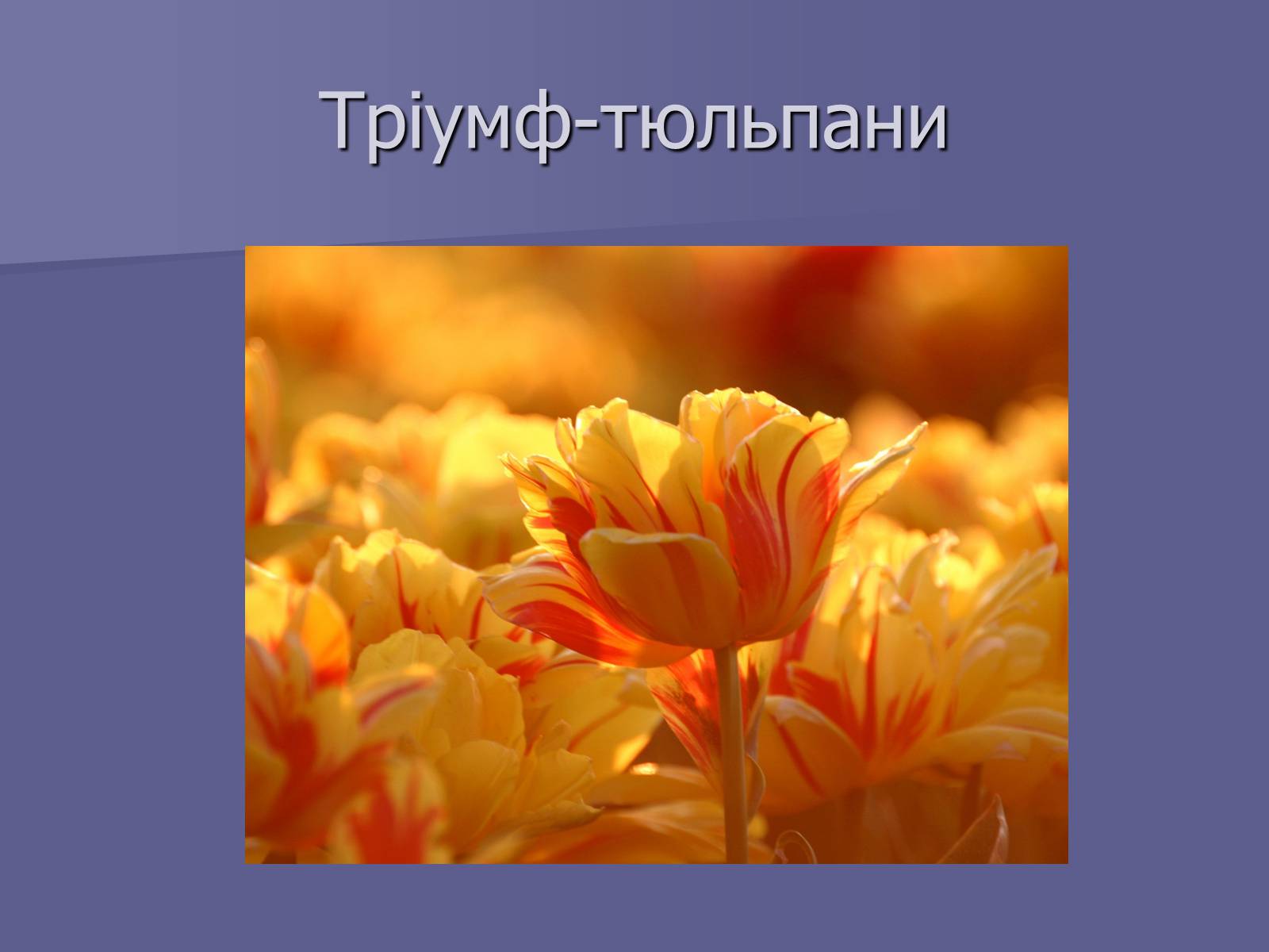 Презентація на тему «Селекція Тюльпанів» - Слайд #10 Презентація на тему «Селекція Тюльпанів» - Слайд #10
