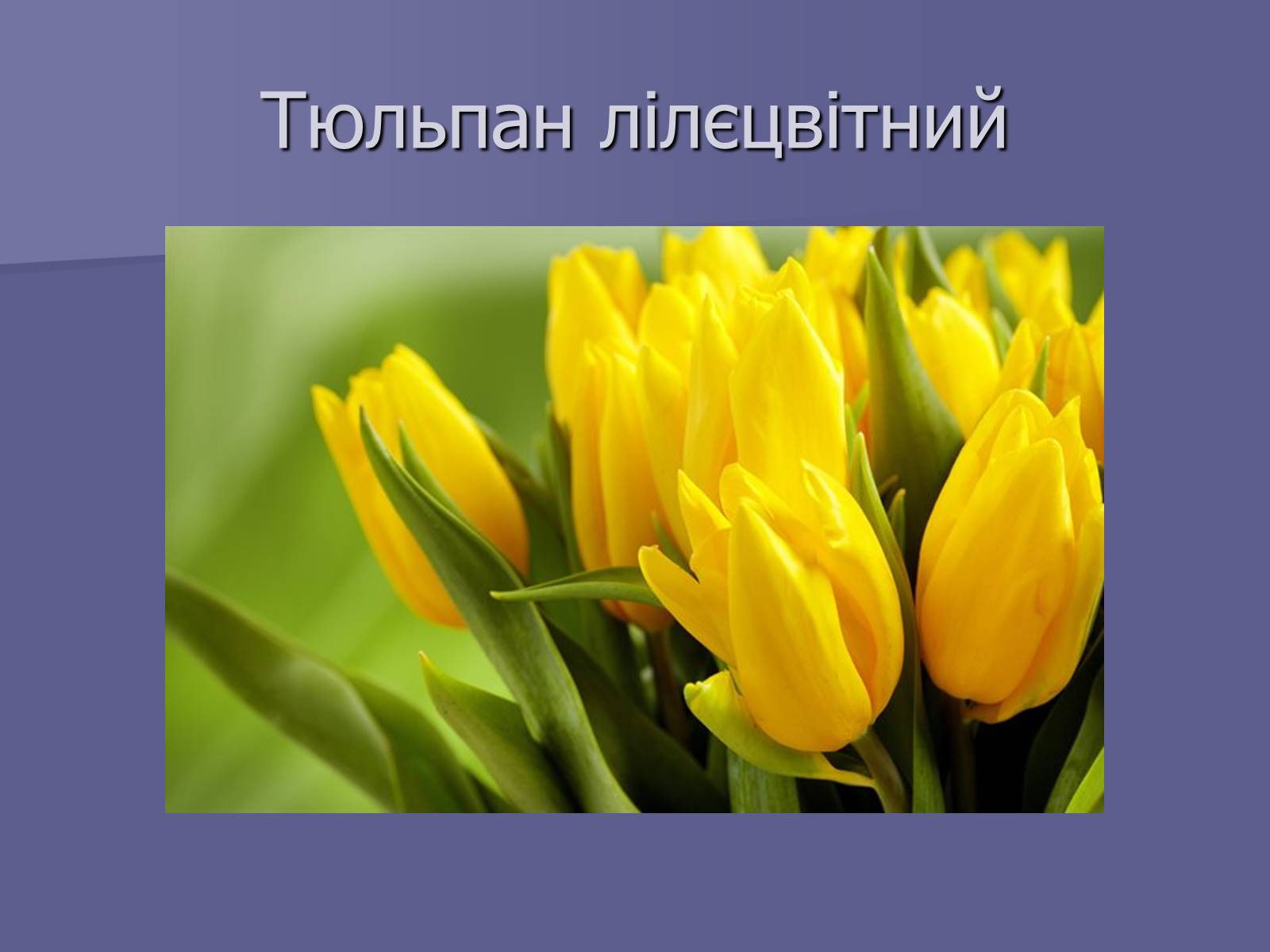 Презентація на тему «Селекція Тюльпанів» - Слайд #13 Презентація на тему «Селекція Тюльпанів» - Слайд #13