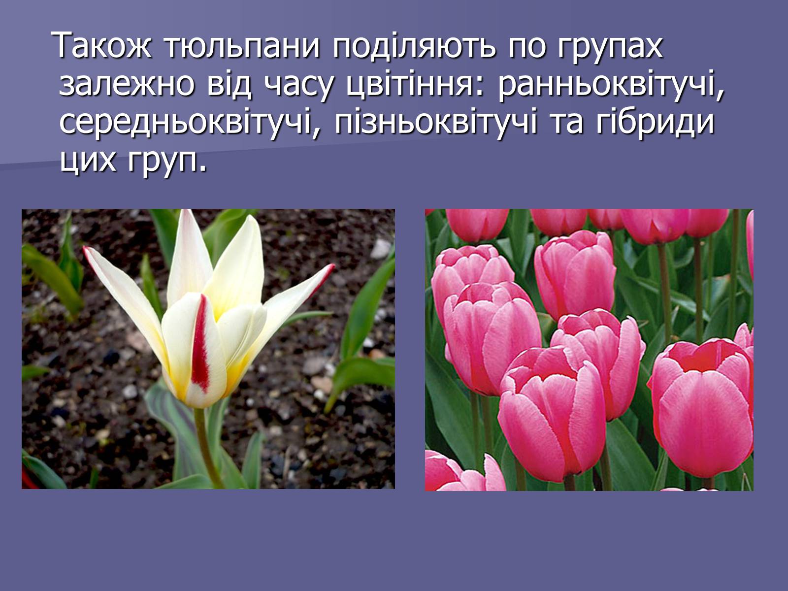 Презентація на тему «Селекція Тюльпанів» - Слайд #14 Презентація на тему «Селекція Тюльпанів» - Слайд #14
