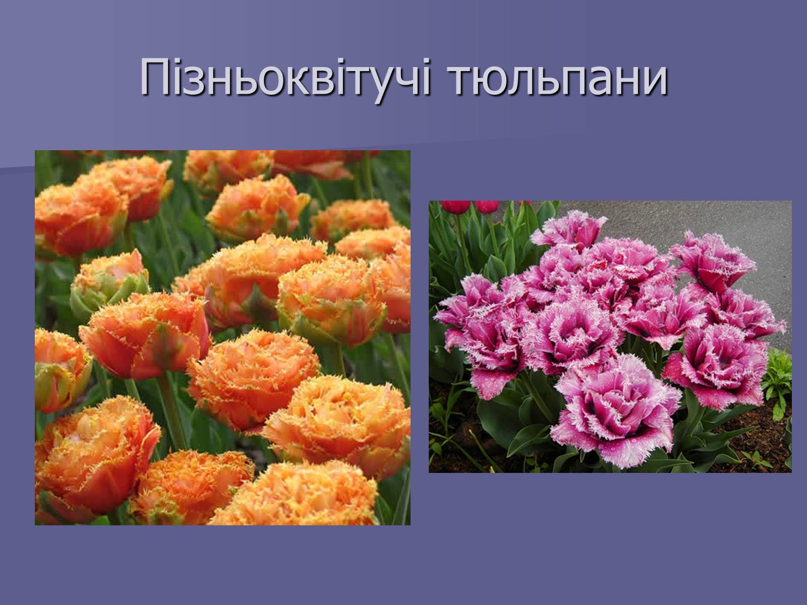 Презентація на тему «Селекція Тюльпанів» - Слайд #15 Презентація на тему «Селекція Тюльпанів» - Слайд #15