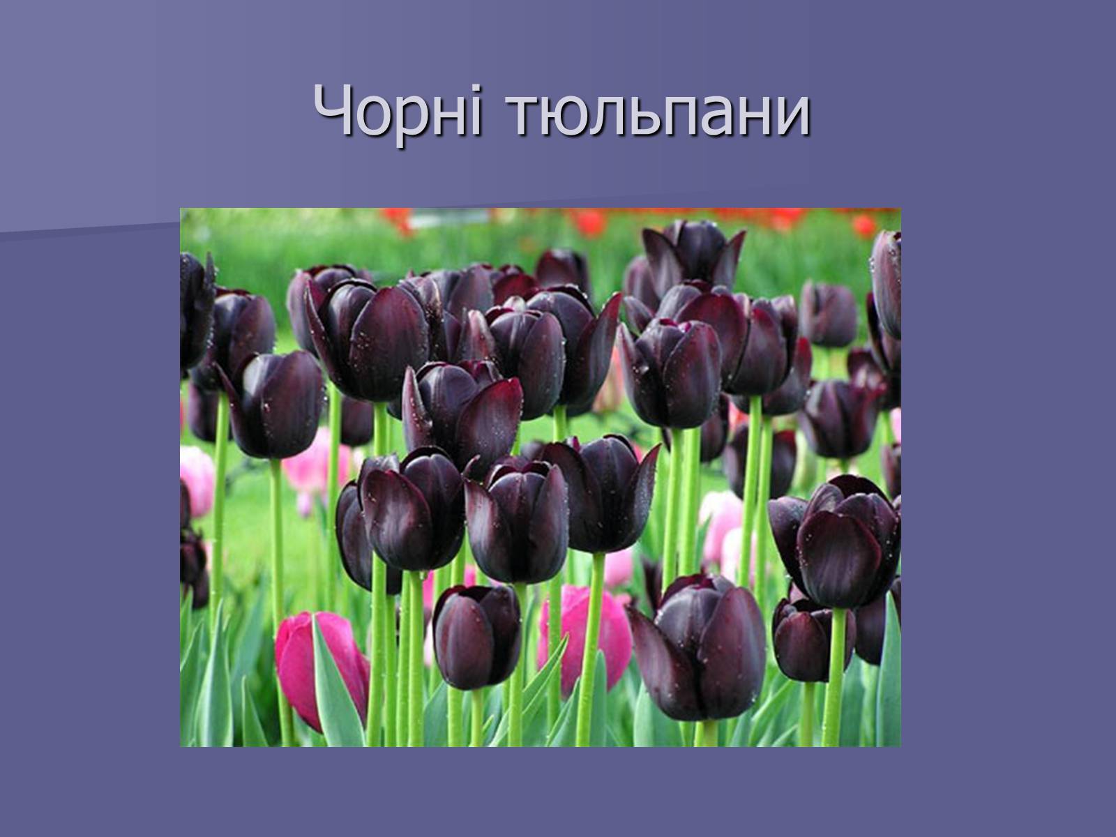 Презентація на тему «Селекція Тюльпанів» - Слайд #16 Презентація на тему «Селекція Тюльпанів» - Слайд #16