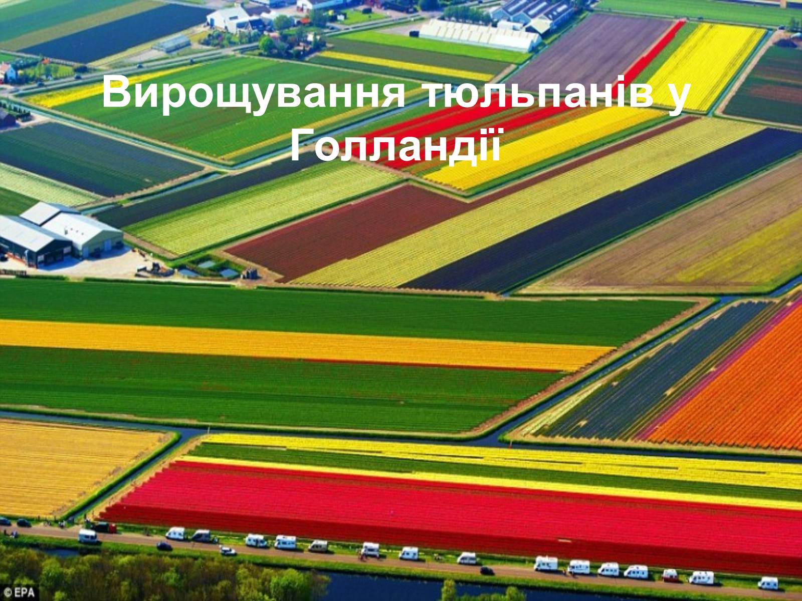 Презентація на тему «Селекція Тюльпанів» - Слайд #17 Презентація на тему «Селекція Тюльпанів» - Слайд #17