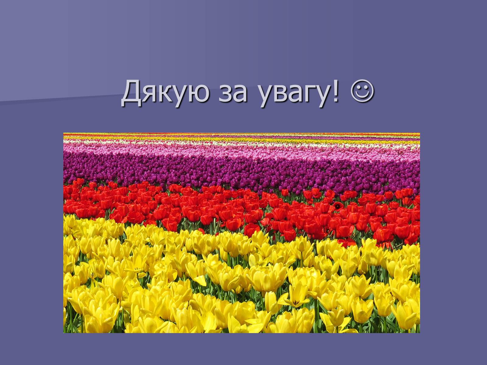 Презентація на тему «Селекція Тюльпанів» - Слайд #18 Презентація на тему «Селекція Тюльпанів» - Слайд #18