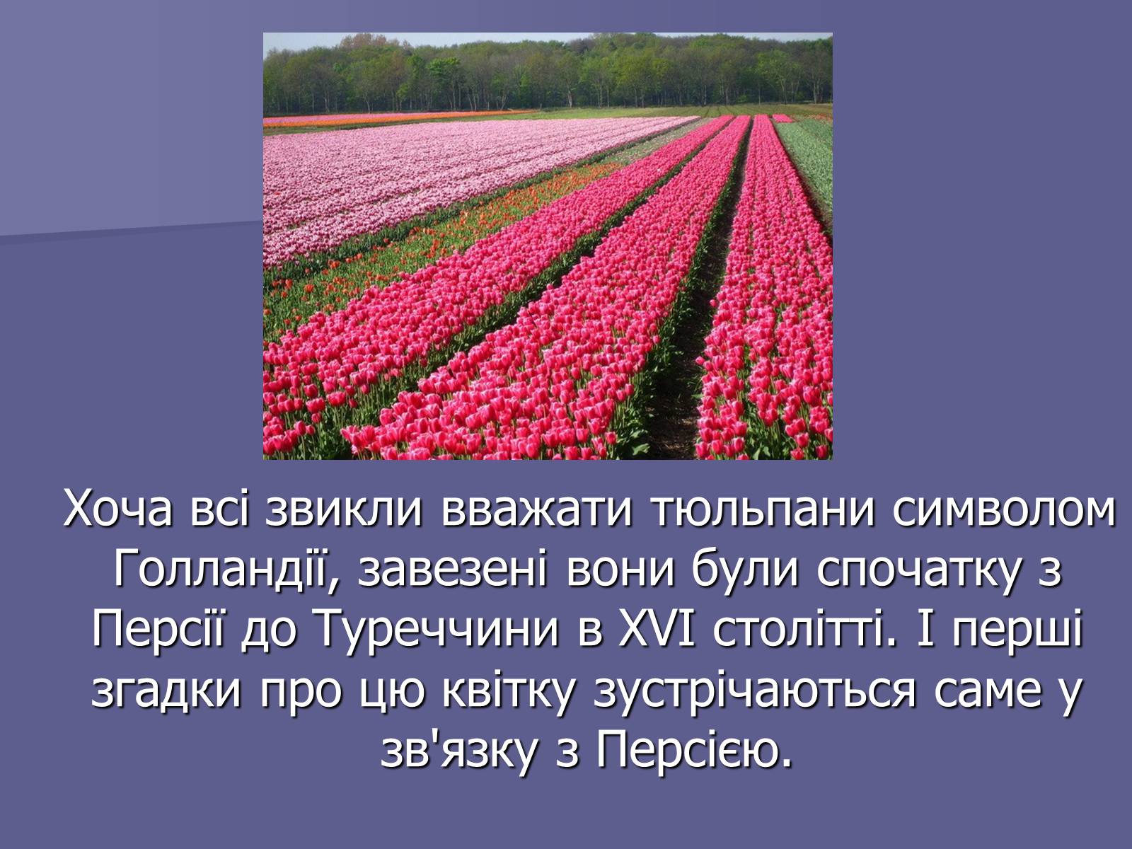 Презентація на тему «Селекція Тюльпанів» - Слайд #4 Презентація на тему «Селекція Тюльпанів» - Слайд #4