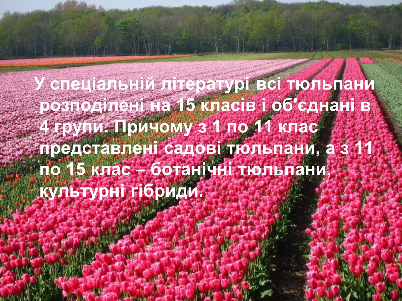 Презентація на тему «Селекція Тюльпанів» - Слайд #7 Презентація на тему «Селекція Тюльпанів» - Слайд #7