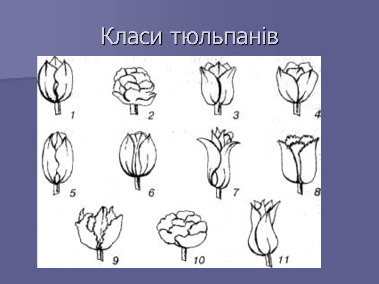 Презентація на тему «Селекція Тюльпанів» - Слайд #8 Презентація на тему «Селекція Тюльпанів» - Слайд #8