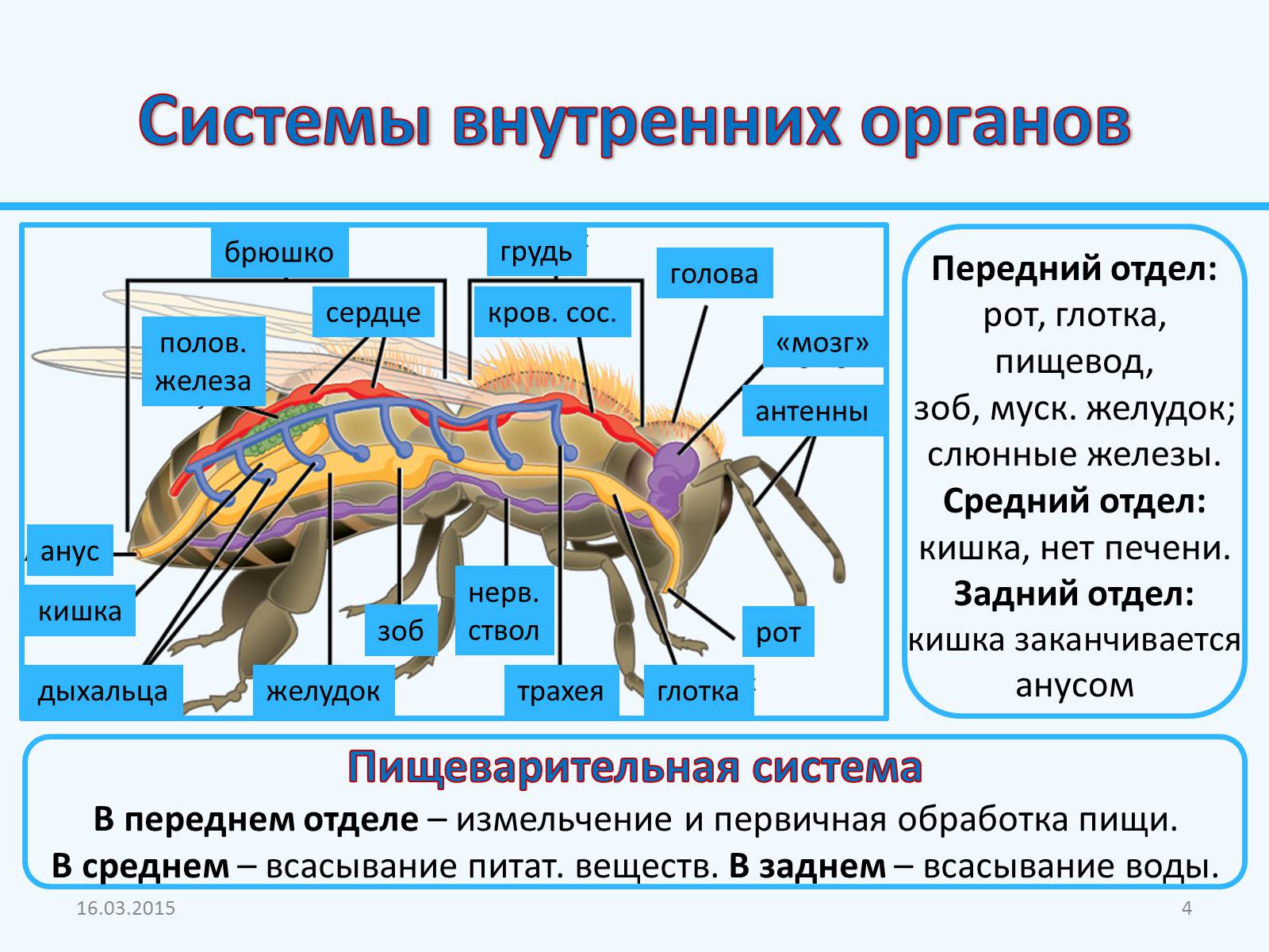 Презентація на тему «Внутреннее строение насекомых» - Слайд #4 Презентація на тему «Внутреннее строение насекомых» - Слайд #4