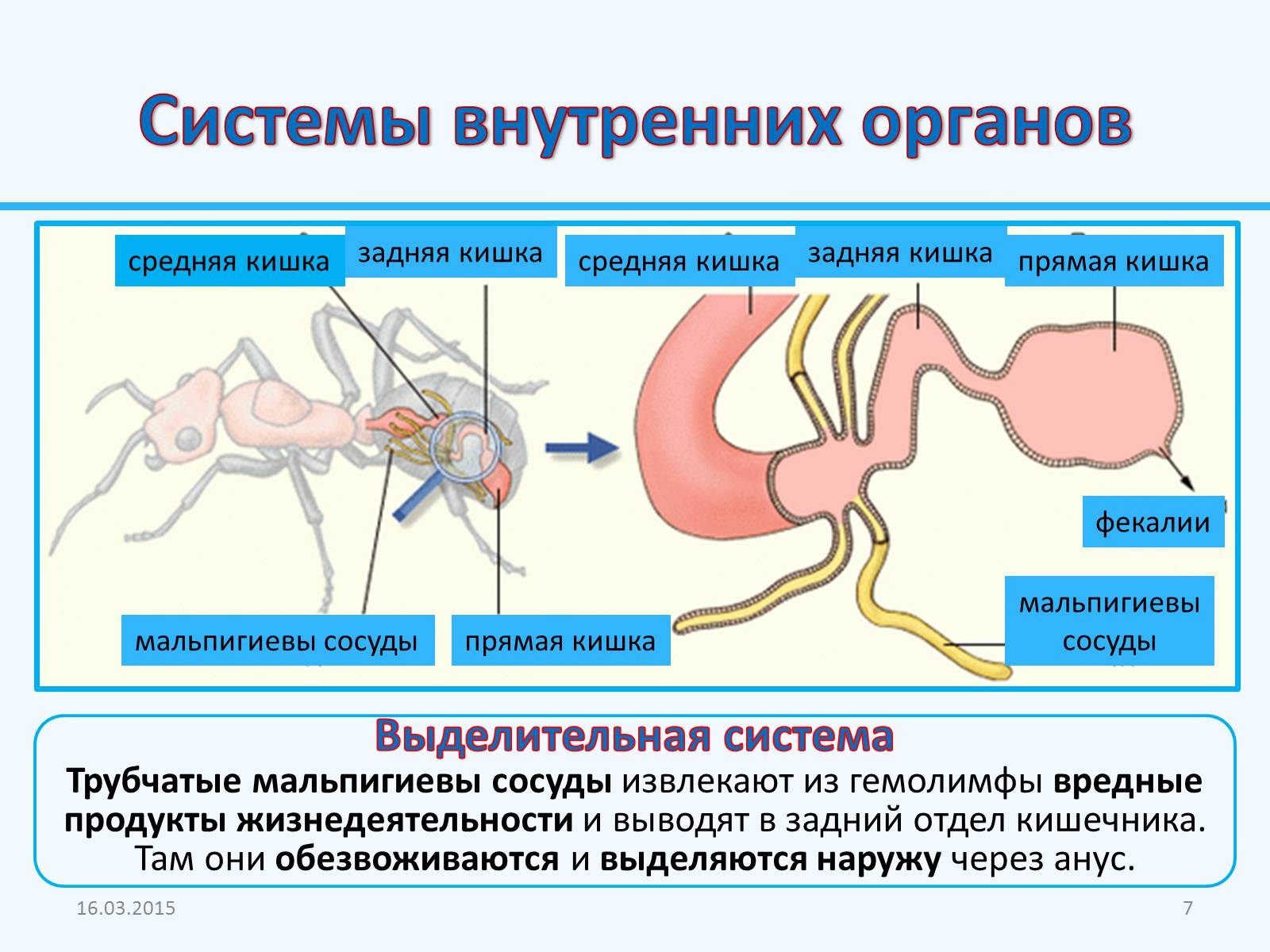 Презентація на тему «Внутреннее строение насекомых» - Слайд #7 Презентація на тему «Внутреннее строение насекомых» - Слайд #7