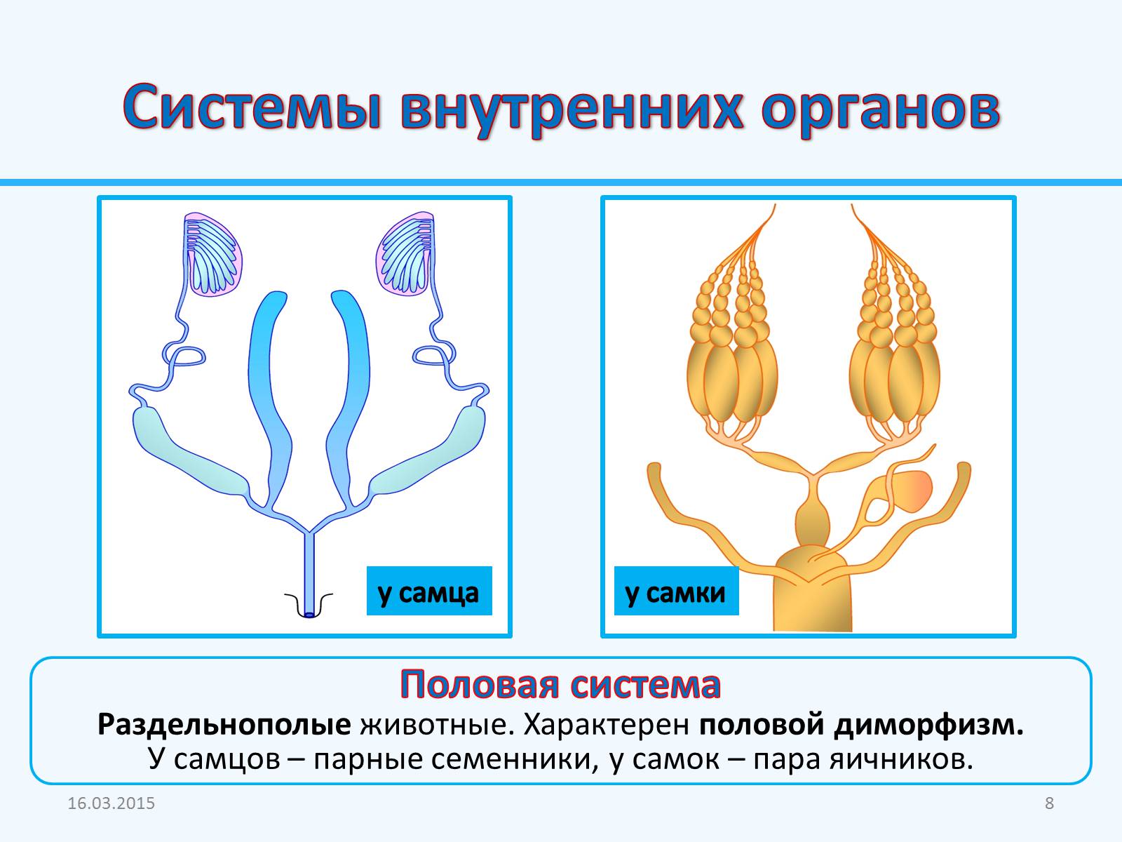 Презентація на тему «Внутреннее строение насекомых» - Слайд #8 Презентація на тему «Внутреннее строение насекомых» - Слайд #8