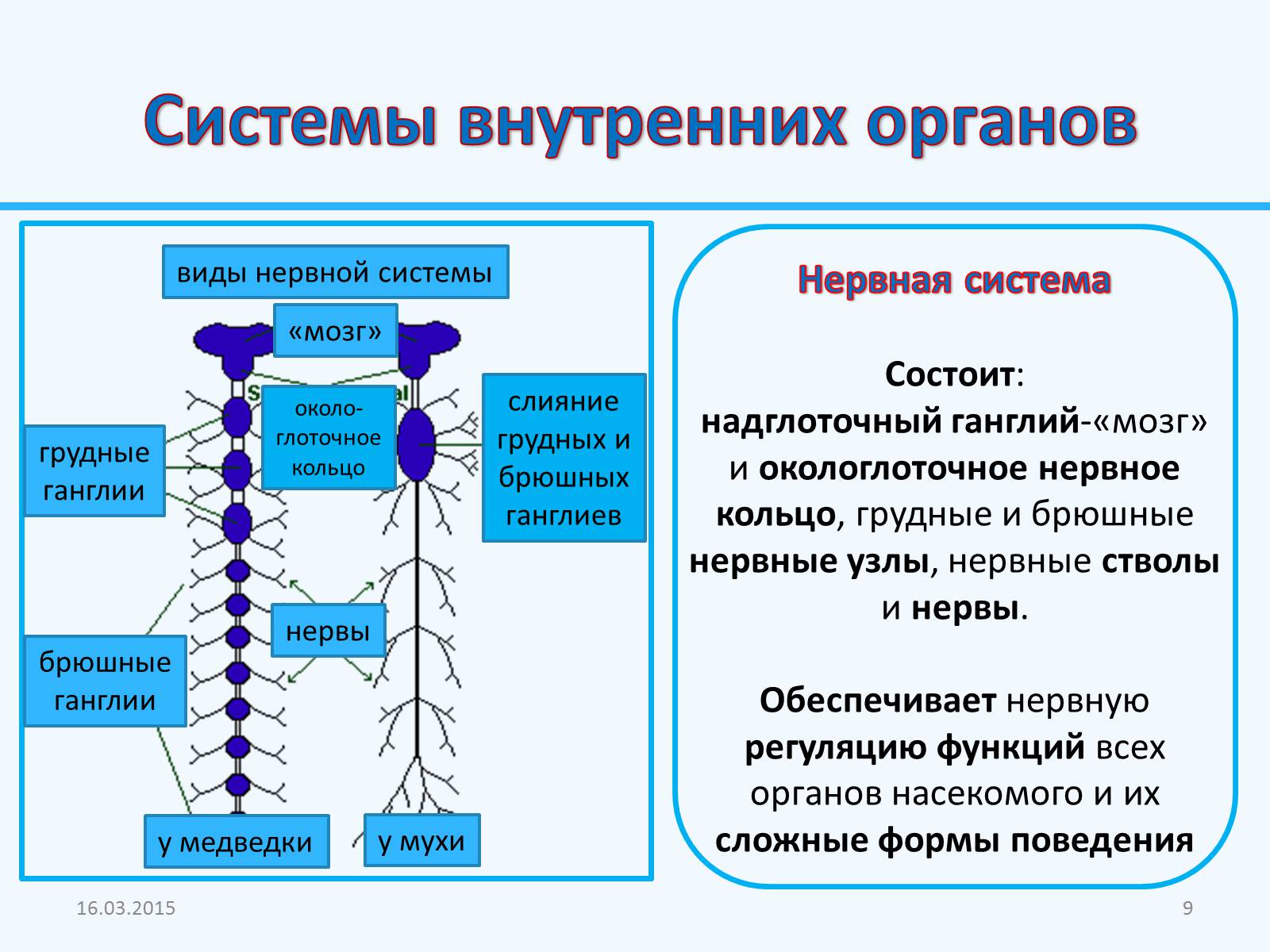 Презентація на тему «Внутреннее строение насекомых» - Слайд #9 Презентація на тему «Внутреннее строение насекомых» - Слайд #9