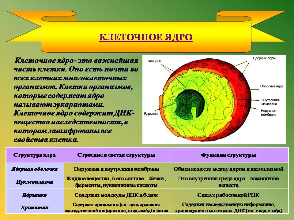 Презентація на тему «Клітини» (варіант 3) - Слайд #11 Презентація на тему «Клітини» (варіант 3) - Слайд #11